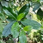 Claoxylon parviflorum -bois d&rsquo;&rsquo;oiseaux.euphorbiaceae.endémique Réunion Maurice Rodrigues. (1).jpeg