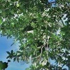 Claoxylon parviflorum -bois d&rsquo;&rsquo;oiseaux.euphorbiaceae.endémique Réunion Maurice Rodrigues. (2).jpeg