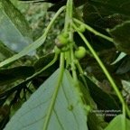 Claoxylon parviflorum -bois d&rsquo;&rsquo;oiseaux.euphorbiaceae.endémique Réunion Maurice Rodrigues..jpeg
