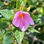 Pavonia columella.pavonie rose.malvaceae.indigène Réunion ? (1).jpeg