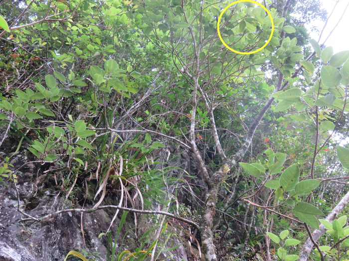 13 Figues du Ficus mauritiana
