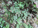 15 Persicaria capitata (Buch.-Ham. ex D. Don) H. Gross - Herbe corail/ Boules de Boissier ??? - Polygonaceae - Asie tempérée et subtropicale