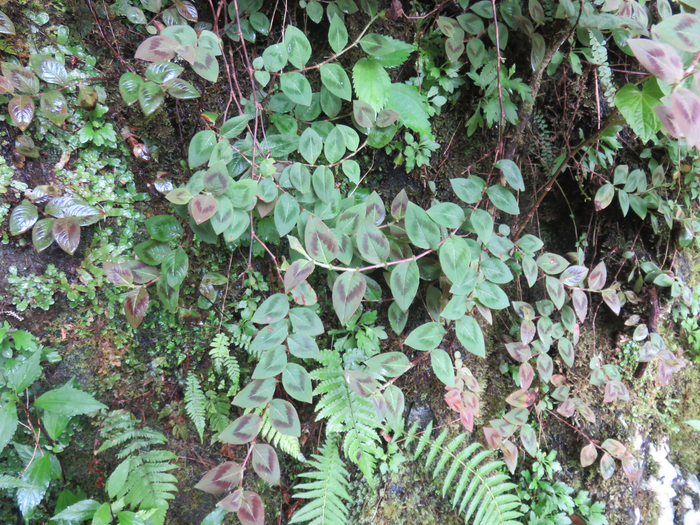15 Persicaria capitata (Buch.-Ham. ex D. Don) H. Gross - Herbe corail/ Boules de Boissier ??? - Polygonaceae - Asie tempérée et subtropicale