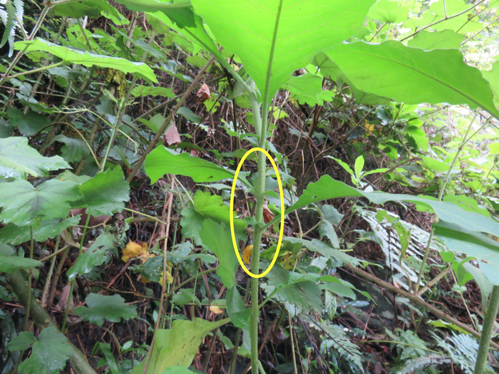 16 Stipules du Bringelier