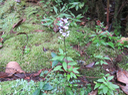 25 Cynorkis squamosa (Poir.) Lindl. - Ø - Orchidaceae - Endémique Réunion et île Maurice