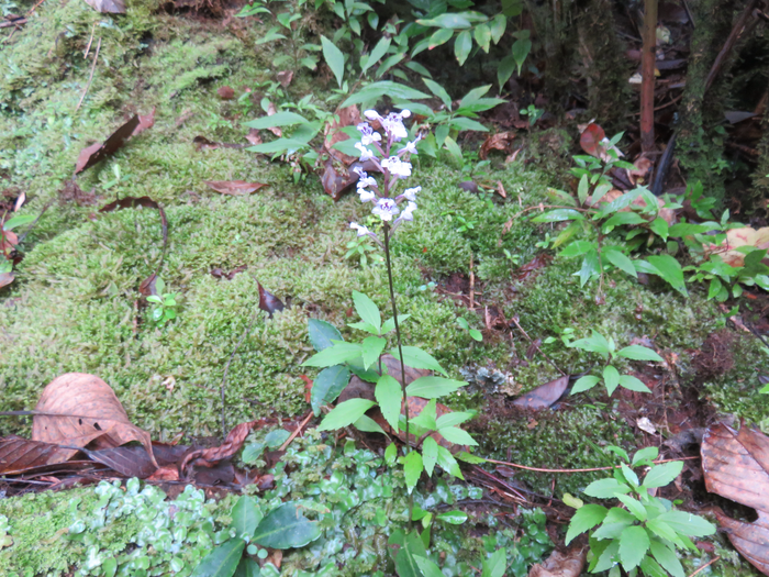 25 Cynorkis squamosa (Poir.) Lindl. - Ø - Orchidaceae - Endémique Réunion et île Maurice