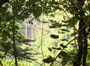 30 Paysage dans les branchages