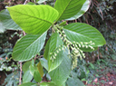 39 Tournefortia arborescens - Ø - BORAGINACEE  - endémique