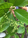47 Tournefortia arborescens - Ø - BORAGINACEE  - endémique
