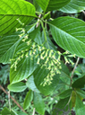 51 Tournefortia arborescens - Ø - BORAGINACEE  - endémique