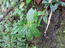 52 Pilea umbellata