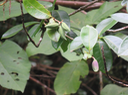 53 Chionanthus broomeana