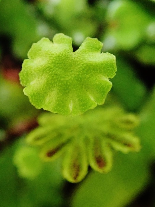 anthéridiophore sur archégoniophore