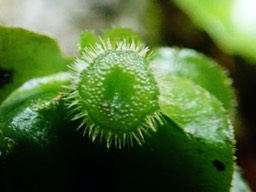 anthéridiophore