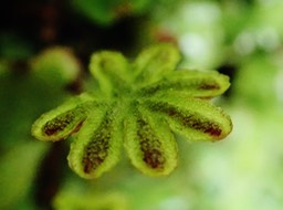 archégoniophore