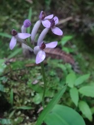 Arnottia mauritiana - ORCHIDOIDEAE - Indigène Réunion
