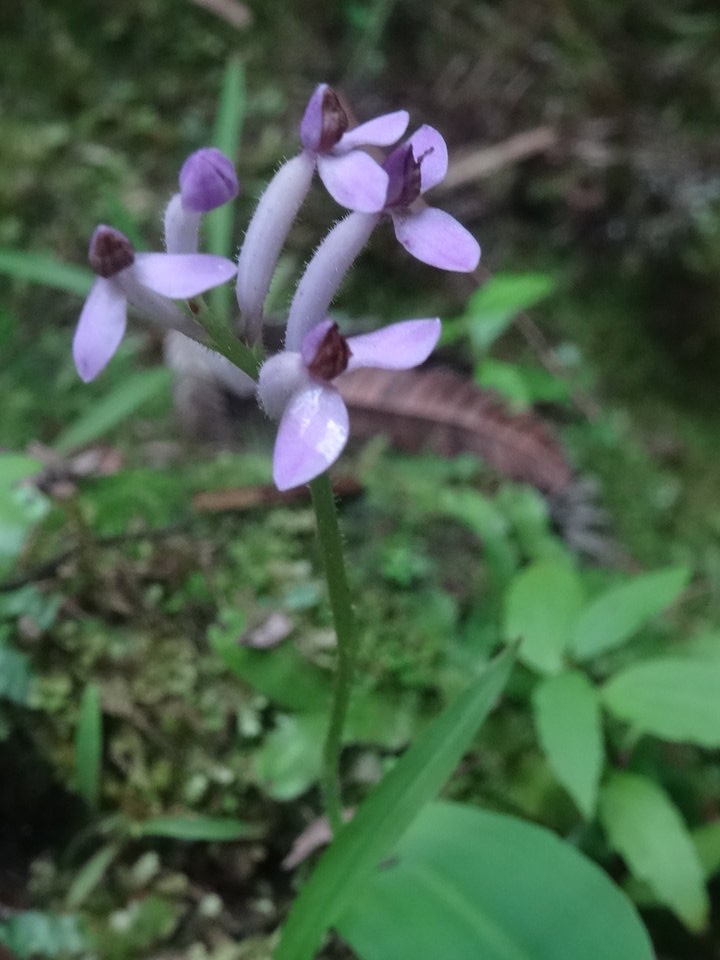 Arnottia mauritiana - ORCHIDOIDEAE - Indigène Réunion