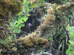 Arnottia mauritiana en suspension