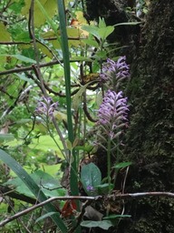 Arnottia mauritiana en regroupement