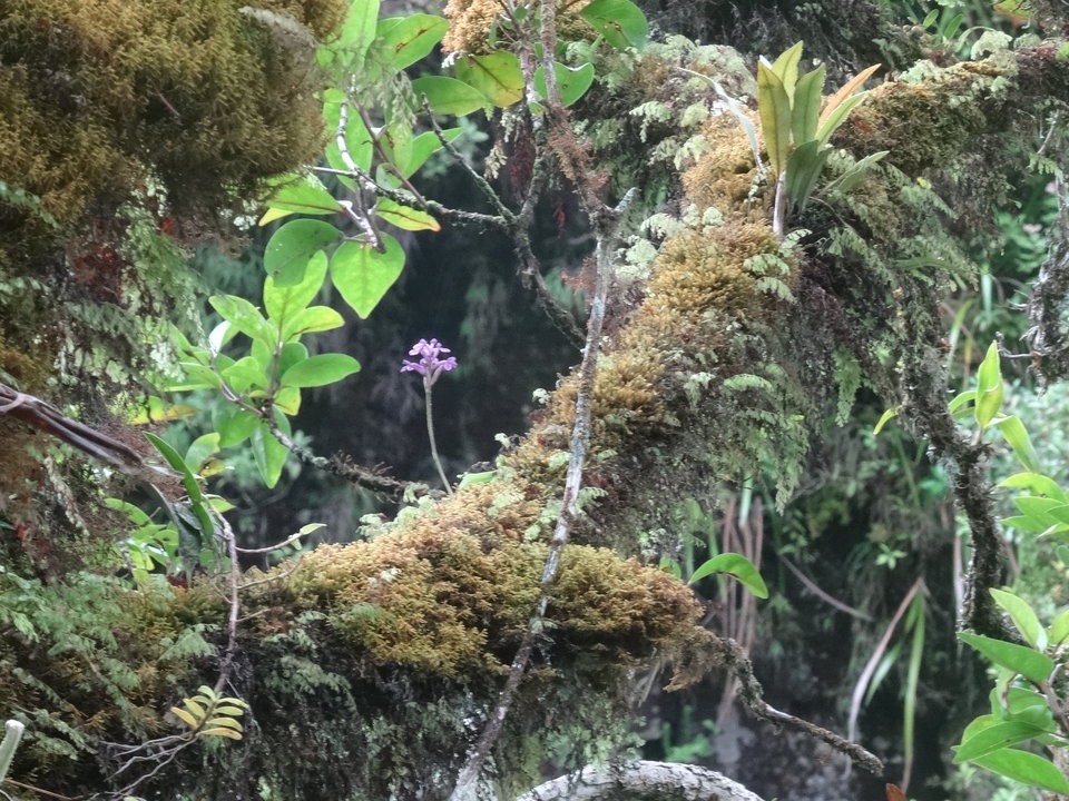Arnottia mauritiana en suspension