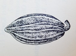 Chionanthus broomeana