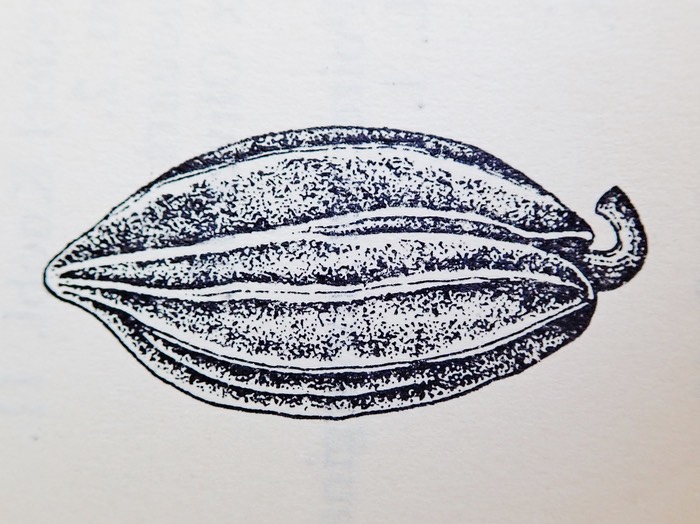 Chionanthus broomeana