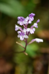 Cynorkis ridleyi - ORCHIDOIDEAE - Indigène Réunion