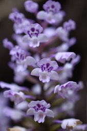 Cynorkis ridleyi