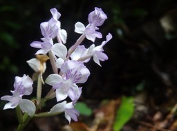 Cynorkis sp - ORCHIDOIDEAE