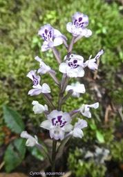 Cynorkis squamosa . orchidaceae . P1650666