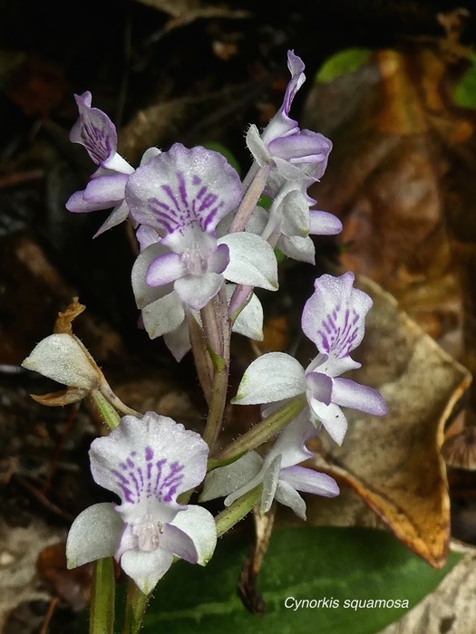 Cynorkis squamosa . orchidaceae .P1650611