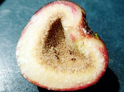 Figue Ficus mauritiana (2)
