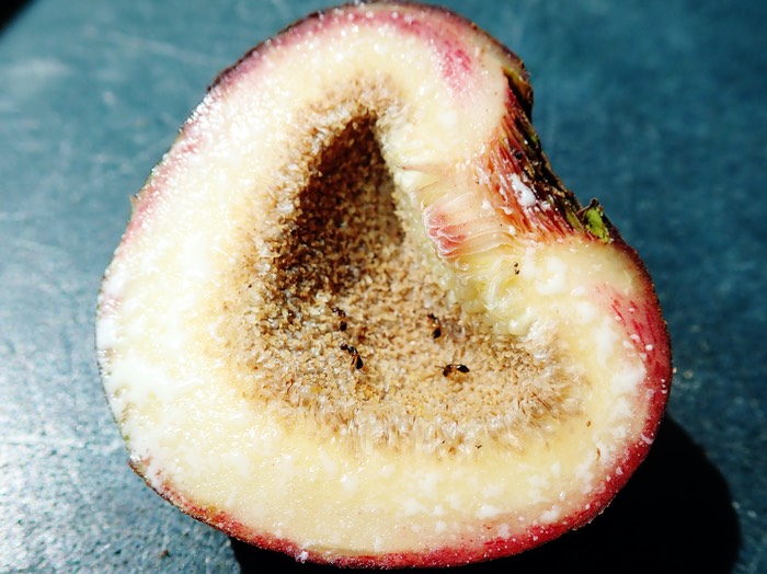 Figue Ficus mauritiana (2)