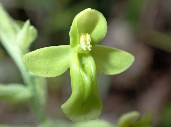 fleur d'Habenaria citrina vierge, les pollinies sont en place