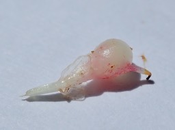 Fleur femelle Ficus mauritiana