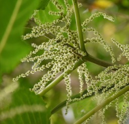 Fleurs de Bois de source