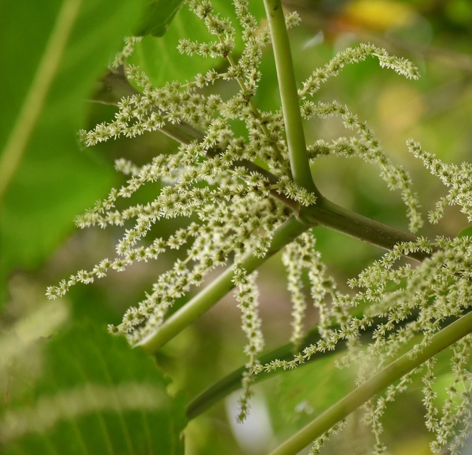 Fleurs de Bois de source