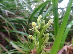 Habenaria praelta