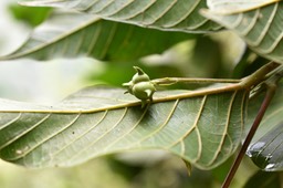Hancea integrifolia - Bois de perroquet - EUPHORBIACEAE - Endémique Réunion, Maurice