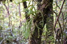 Huperzia gnidioides ? squarrosa ? - Fougère épaulette - LYCOPODIACEAE - Indigène Réunion, Maurice
