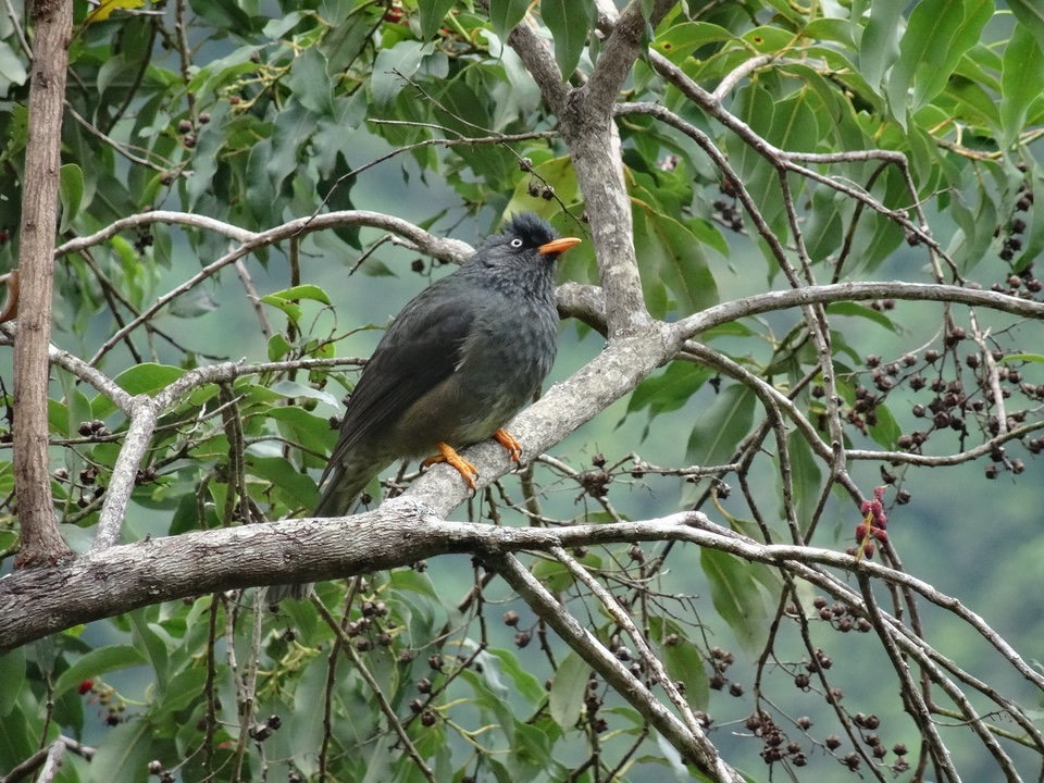 Hypsipetes borbonicus - Merle pei - PYCNONOTIDAE - Endémique Réunion