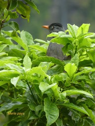 Hypsipetes borbonicus . merle pays . bulbul de la Réunion . endémique Réunion P1650308