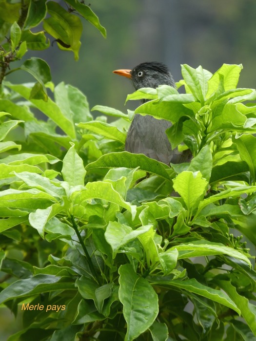 Hypsipetes borbonicus . merle pays . bulbul de la Réunion . endémique Réunion P1650308