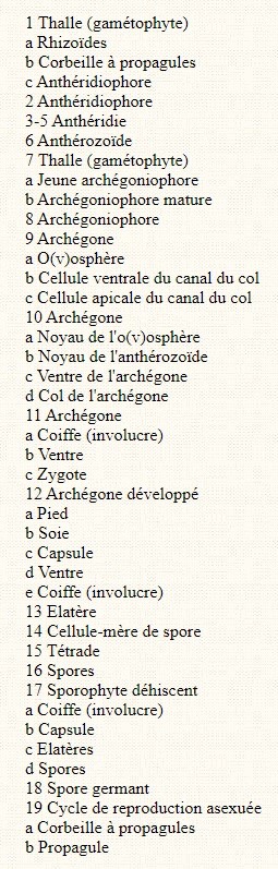 Legende schema cycle de v ie Hépatique à thalle