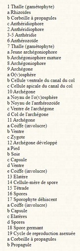 Legende schema cycle de v ie Hépatique à thalle
