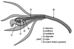 organes reproducteurs orchidées