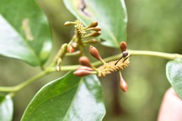 Piper borbonense - Lingue poivre - PIPERACEAE - Indigène Réunion 