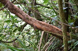 Psiloxylon mauritianum - Bois de pêche marron - MYRTACEAE - Endémique Réunion, Maurice
