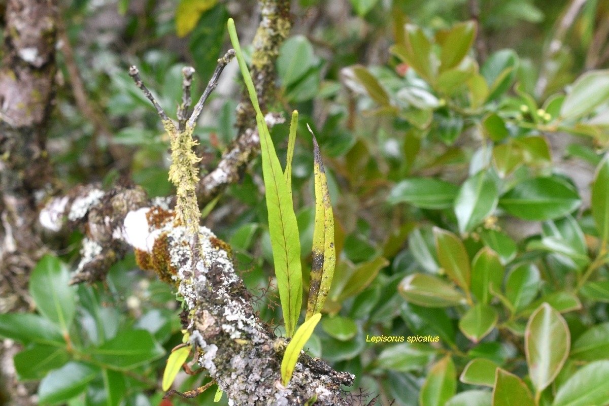 Lepisorus spicatus Polypodiaceae  Indigène La Réunion 6884.jpeg
