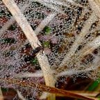 Sous la rosée du matin- l'araignée et sa toile ..jpeg